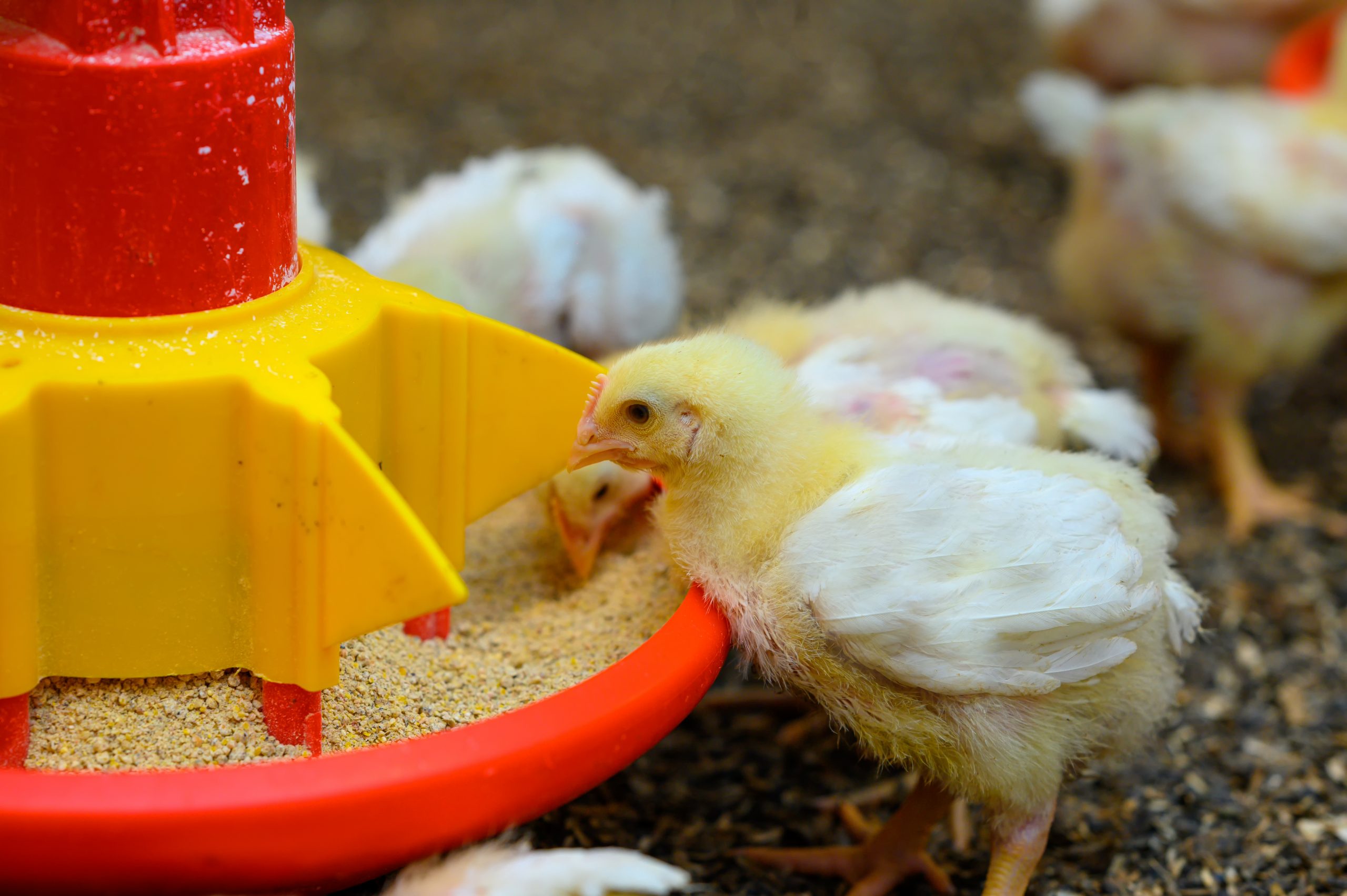 Special Broiler House Disinfection Programme - Hysolv Ltd